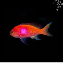Square Anthias