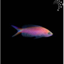 Princess Anthias