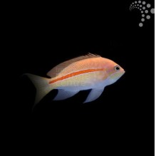Striped Anthias