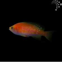 Longfin Anthias