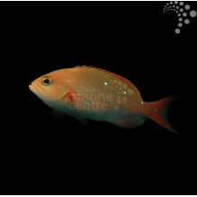 Ruby Anthias