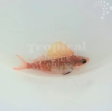 Sailfin Anthias