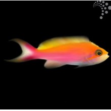 Bicolour Anthias
