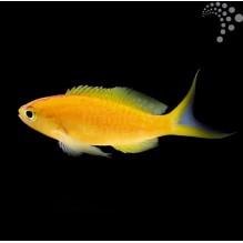 Diamond Anthias
