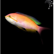 Lyretail Anthias