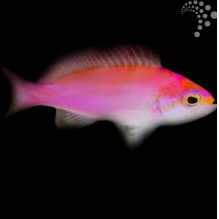 Hutomoi Anthias