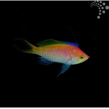Bartlett's Anthias