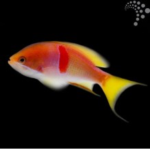 Tricolour Anthias