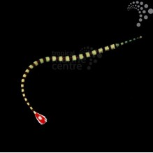 Banded Pipefish