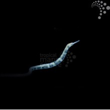 Snake Pipefish