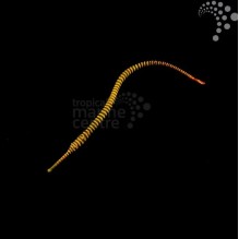 Candy Pipefish