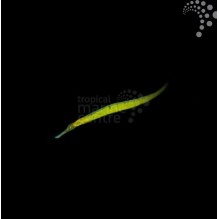 Crocodile Pipefish