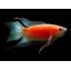 Paradise fish