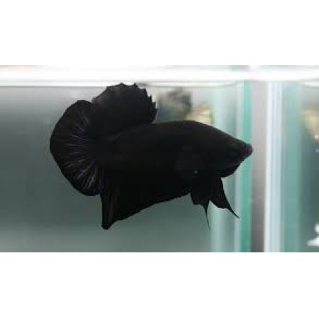 Male black orchid Betta Plaket