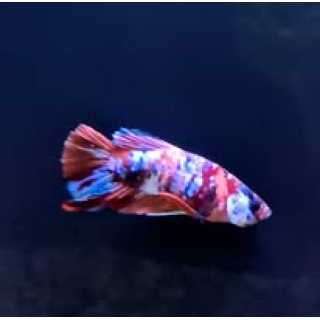 Male Koi Betta