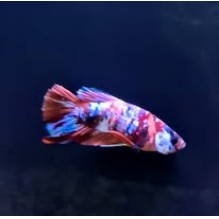 Male Koi Betta