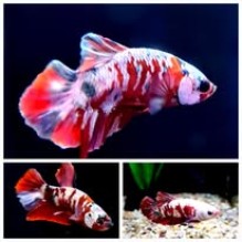 Male Ironman Betta