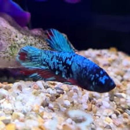 Male Avatar Betta