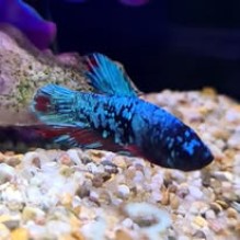Male Avatar Betta