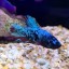 Male Avatar Betta