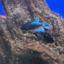 Female Crowntails