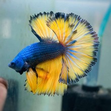 Male Mustard Gas Betta