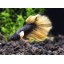 Male Mustard Gas Betta