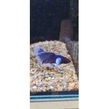 Male Dumbo ear half moon