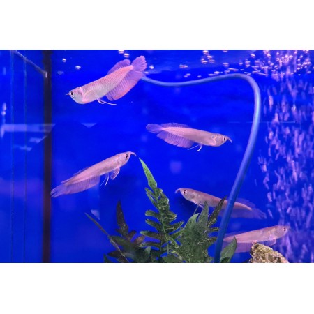 Silver Arowana 5-6 inch