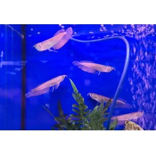 Silver Arowana 5-6 inch