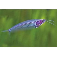 Thai Glass Cats- Kryptopterus vitreolus