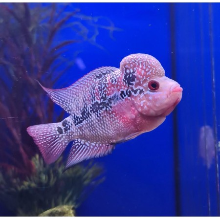Flowerhorn Magma