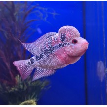 Flowerhorn Magma