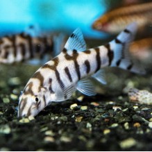 yoyo loach  Lochachata Botia