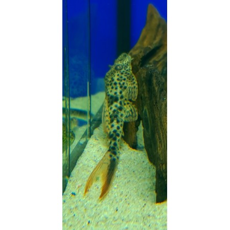 Redfin Thresher L11 Plec 3 to 4 inch