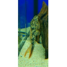 Redfin Thresher L11 Plec 3 to 4 inch