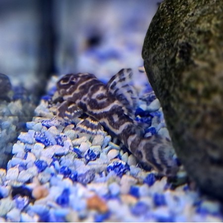Mega Clown Pleco (l129) 3"