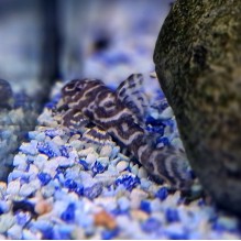 Mega Clown Pleco (l129) 3"