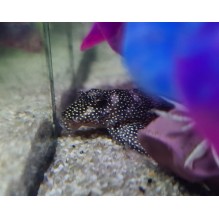 Stardust Pleco (l262)