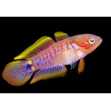 Goby Peacock