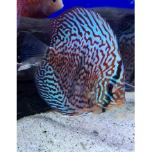 Discus 2.5 Inch Blue turquoise