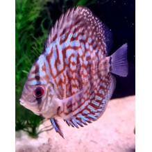 Discus 2.5 Inch Brilliant