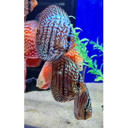 Discus 7.5cm Blue Turquoise