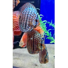 Discus 7.5cm Blue Turquoise