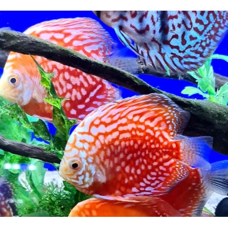 Discus 7.5 cm Stardust Discus