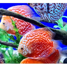 Discus 7.5 cm Stardust Discus