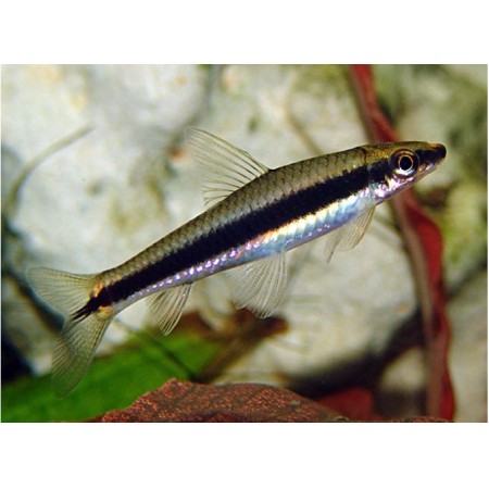 Siamese Algae Eater (Crossocheilus oblongus)