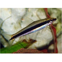 Siamese Algae Eater (Crossocheilus oblongus)