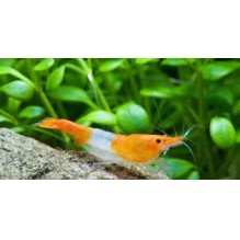 Shrimp Orange Rilli - Neocaridina davidi