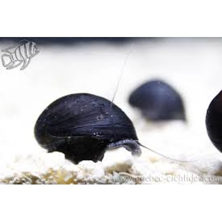 Snail Black Helmet - neritina  pulligera